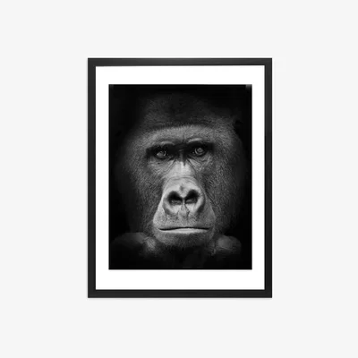 John Lewis Gorilla Framed Print & Mount, 81 x 65.5cm, Black/White