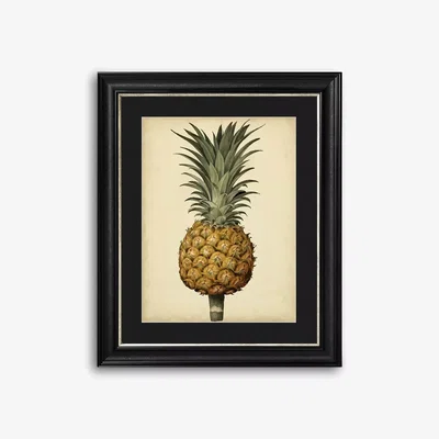 John Lewis George Brookshaw - Antique Pineapple II Framed Print & Mount, 60 x 50cm, Black/Multi