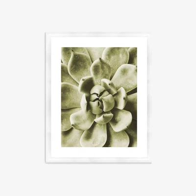 John Lewis Agave 1 - Framed Print & Mount, 56 x 46cm, Green
