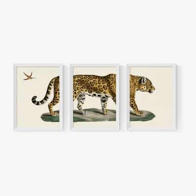 John Lewis EAST END PRINTS Natural History Museum 'Jaguar' Framed Print, Set of 3