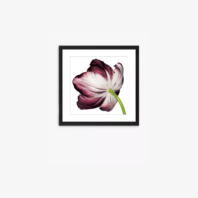 John Lewis Burgundy Tulip 4 - Framed Print & Mount, 56 x 56cm, Burgundy