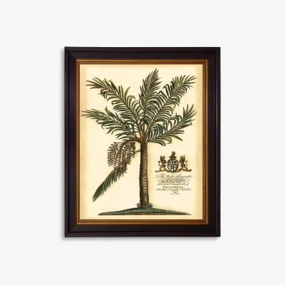 John Lewis Fruitful Palm III - Framed Print, 51 x 41cm, Green