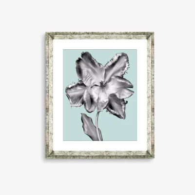 John Lewis Tulip on Blue 3 - Framed Print & Mount, 46 x 36cm, Blue