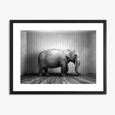 John Lewis 'Elephant In The Room' Framed Print & Mount, 65.5 x 85.5cm, Black/White