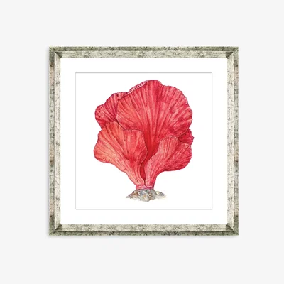 John Lewis Red Coral I - Framed Print & Mount, 46 x 46cm, Red
