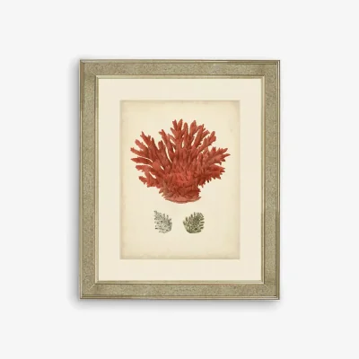 John Lewis Red Coral III - Framed Print & Mount, 60 x 50cm, Red