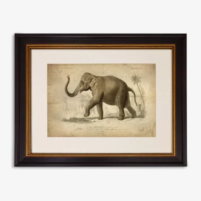 John Lewis Elephant - Framed Print & Mount, 33 x 43cm, Grey