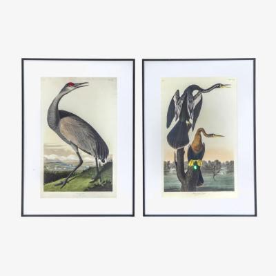 Knees Exotic Fowl Study Framed Art Set of 2