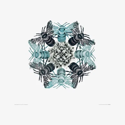 Knees Circle of Bees 40 x 40cm Framed Wall Art