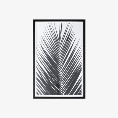 Knees Monochrome 91cm x 61cm Palm Framed Art