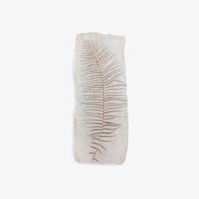 La Redoute Fossilis Polyresin Wall Art, H82.5cm
