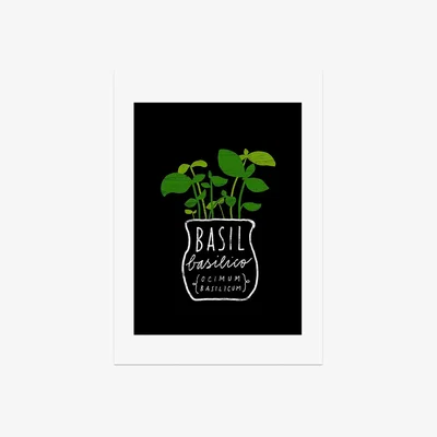 La Redoute A3 Unframed Basil Print