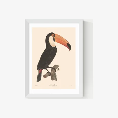 Marks & Spencer East End Prints Toucan by Aster Framed Art White