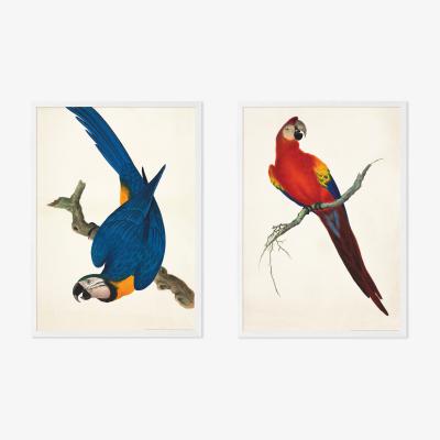 Made.com Natural History Museum Vintage Parrots Set of 2 Framed Prints, A2