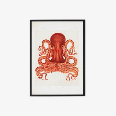 Made.com Natural History Museum Vintage Octopus Framed Print, A2