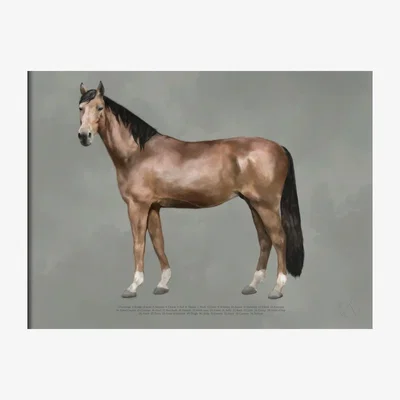 Nordic Nest Kunskapstavlan® The anatomy of the horse poster 30x40 cm