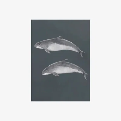 Nordic Nest Kunskapstavlan® Baltic porpoise poster 30x40 cm
