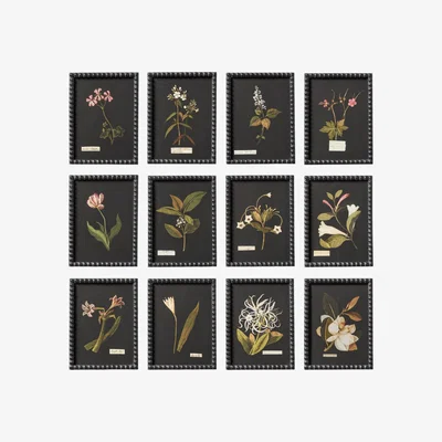 OKA OKA, Set of Twelve Framed Flower Botanical Prints, Wall Prints, Glass/Wood