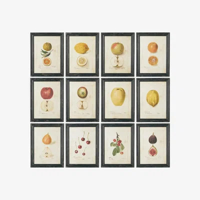 OKA Anatomical Fruit Framed Prints, Set of 12 - Black