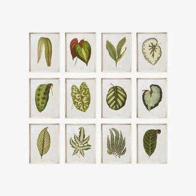 OKA OKA, Set of Twelve Exotic Leaf Framed Prints - Green, Wall Prints, Glass/Wood