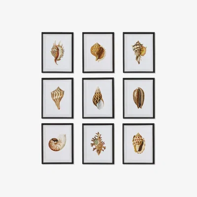 OKA Set of Nine Shoreline Seashell Prints - Natural