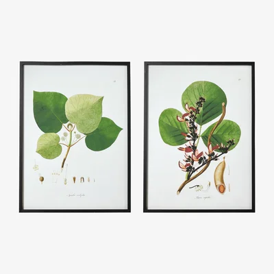 OKA Framed Pair of Branch and Leaf Prints - Multi