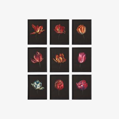 OKA Set of Nine Dutch Tulip Framed Prints - Multi