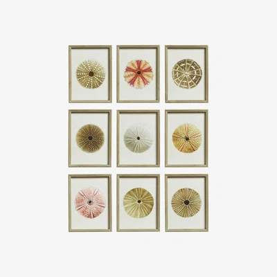 OKA OKA, Set of Nine Framed Sea Urchin Prints - Multi, Wall Prints, Glass/MDF Wood/Paper