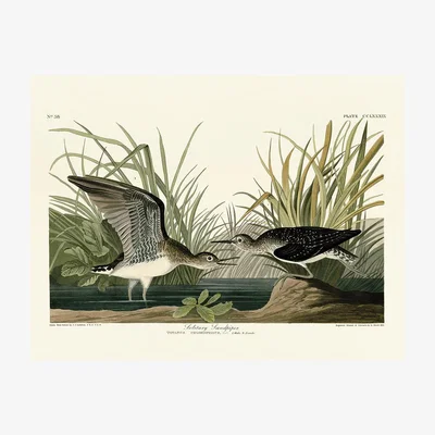 Olivia's The Art Group John James Audubon (Solitary Sandpiper) Canvas Print / 60x80cm