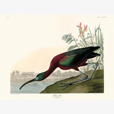 Olivia's The Art Group John James Audubon (Glossy Ibis) Canvas Print / Small