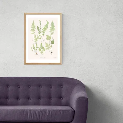 Olivia's Ferns by Aster - A3 Oak Framed Art Print