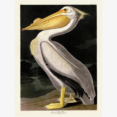Olivia's The Art Group John James Audubon (American White Pelican) Canvas Print / Large