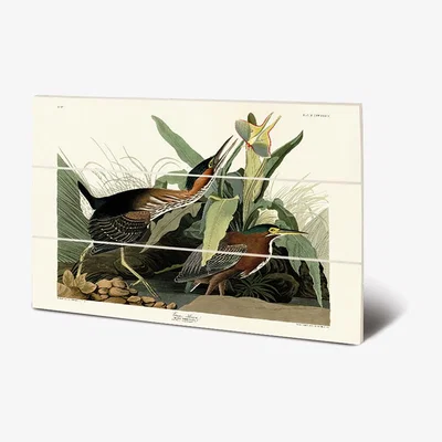 Olivia's The Art Group John James Audubon (Green Heron) Wood Print / Micro