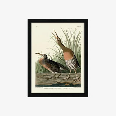 Olivia's The Art Group John James Audubon (Salt Water Marsh Hen) Pre Framed- 60x80cm