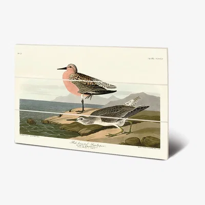 Olivia's The Art Group John James Audubon (Red-Breasted Sandpiper) Wood Print / Micro