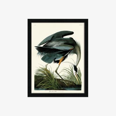 Olivia's The Art Group John James Audubon (Great Blue Heron) Pre Framed- 60x80cm / 60x80cm