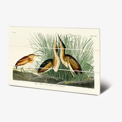 Olivia's The Art Group John James Audubon (Least Bittern) Wood Print / Micro
