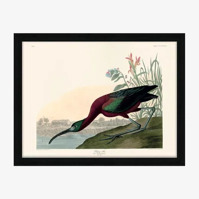 Olivia's The Art Group John James Audubon (Glossy Ibis) Pre Framed - 60x80cm