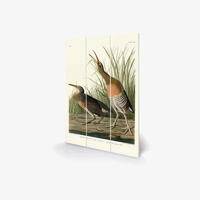 Olivia's The Art Group John James Audubon (Salt Water Marsh Hen) Wood Print / Micro