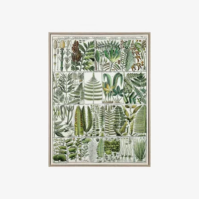 Olivia's Gallery Interiors 'The Botanist' Framed Wall Art - 82.5 x 62.5cm