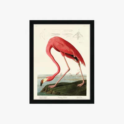 Olivia's The Art Group John James Audubon (American Flamingo) Pre Framed - 60x80cm