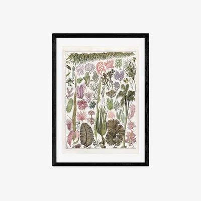 Olivia's Seaweed - Pink by Capricorn Press - A3 Black Framed Art Print