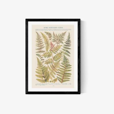 Olivia's Some Nothern Ferns by Aster - A2 Black Framed Art Print