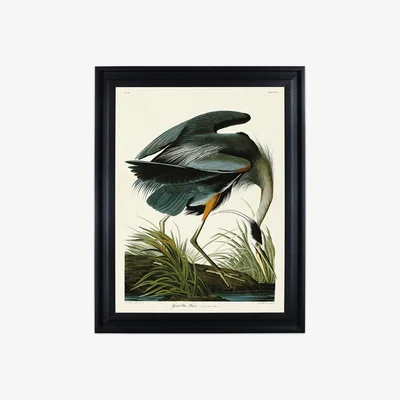 Olivia's The Art Group John James Audubon (Great Blue Heron) Pre Framed - 60x80cm