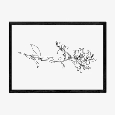 Olivia's Honeysuckle by Jorgen Hansson - A3 Black Framed Art Print