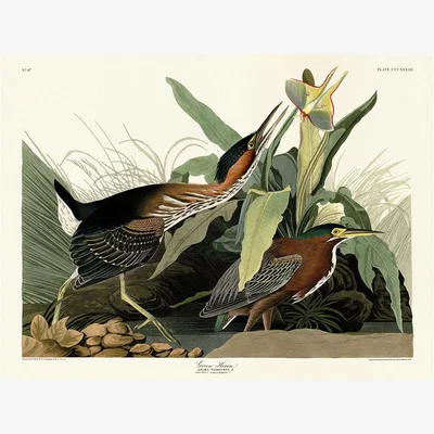 Olivia's The Art Group John James Audubon (Green Heron) Canvas Print / Large