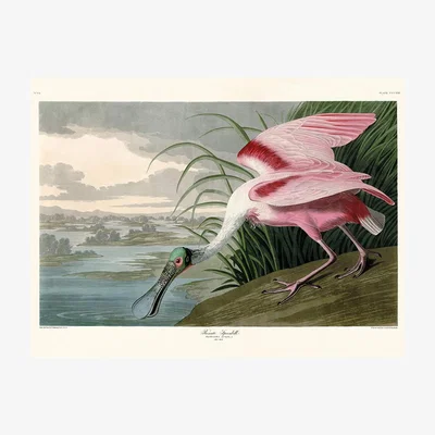Olivia's The Art Group John James Audubon (Roseate Spoonbill) Canvas Print / Small