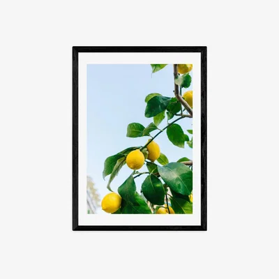 Olivia's Amalfi Coast Lemons by Bethany Young - A3 Black Framed Art Print