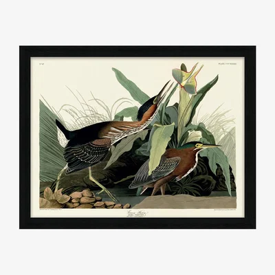 Olivia's The Art Group John James Audubon (Green Heron) Pre Framed-60x80cm
