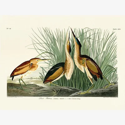 Olivia's The Art Group John James Audubon (Least Bittern) Canvas Print / Small